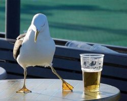 drunkseagull Meme Template