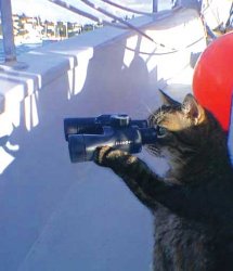 Cat with binoculars  Meme Template