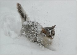 Goddamn Snow Cat Important Meme Template