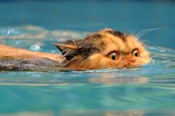 Swimming Cat Meme Template