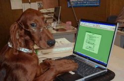 Dog with Glasses on Computer Meme Template