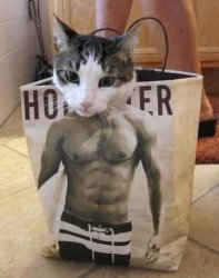 Muscle cat Meme Template