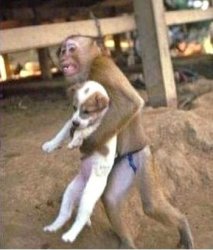 monkey dog Meme Template