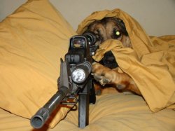 sniper dog Meme Template