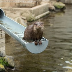 Otter Slide Adele Meme Template