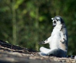 suricate_yoga Meme Template