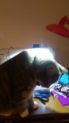Cat on sewing machine  Meme Template