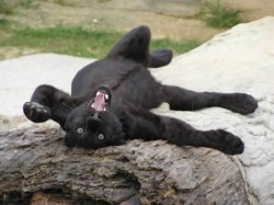 panther Meme Template