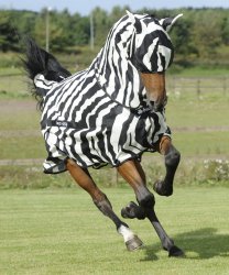 Horse In Zebra Suit Meme Template