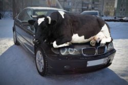 Cow on car bmw Meme Template