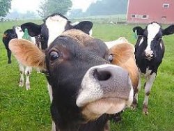 Are u talking to mooh? Meme Template