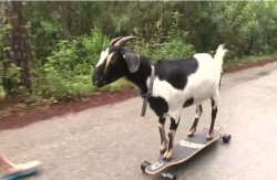 goat on skate Meme Template