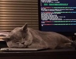coding cat Meme Template