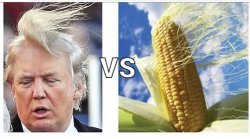 Trump v Corn Meme Template