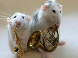 musical animals Meme Template