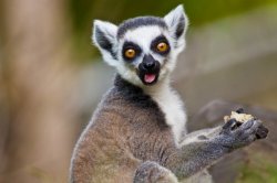 Acid Lemur Meme Template