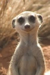 Meerkat Meme Template