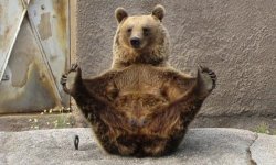 Bear yoga Meme Template
