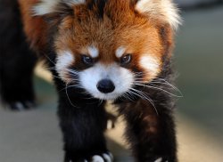 Red Panda Is Not Pleased Meme Template