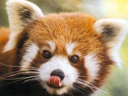 Red Panda Wants Kisses Meme Template