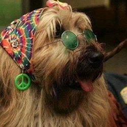 Hippie Dog Meme Template