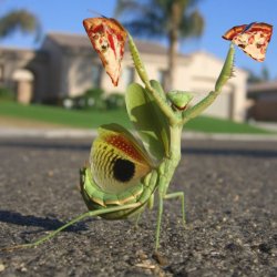 praying mantis pizza Meme Template