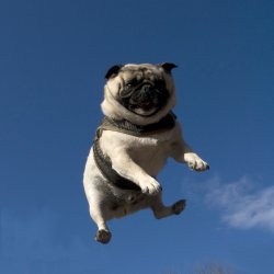 Flying pug Meme Template