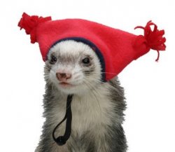 Ferret with hat Meme Template