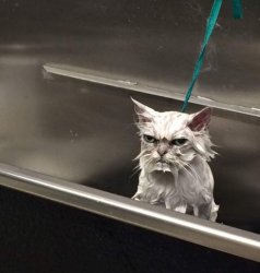 Wet Grumpy Face Cat Meme Template