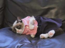 Grumpy Cat Dressed Up Meme Template