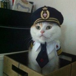 captain cat Meme Template