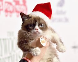 Grumpy Cat Christmas Meme Template