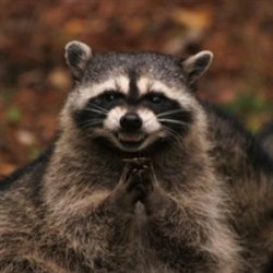 Evil plotting raccoon  Meme Template