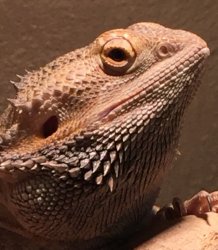 Lizard lips Meme Template