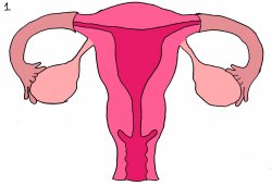 clipart uterus Meme Template