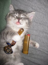 weed cat Meme Template