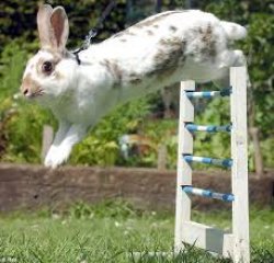 bunny training Meme Template