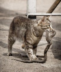 CAT VS SNAKE Meme Template