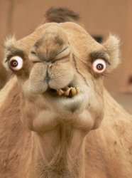 camel Meme Template