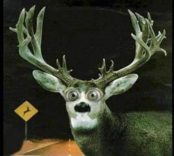 DEER IN THE HEADLIGHTS Meme Template