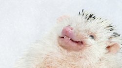 Awkward smile hedgehog Meme Template