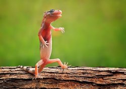 Dancing Gecko Meme Template