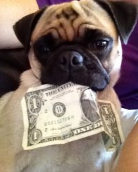 Pug with money Meme Template