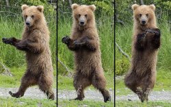 dancing bear Meme Template