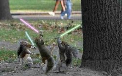 Squirrels With Light Sabers Meme Template