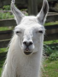 Llama Meme Template