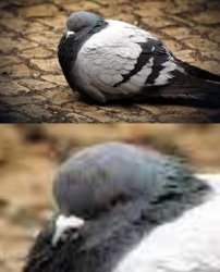 Fat Pigeon Meme Template