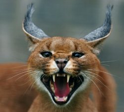 Caracal cat Meme Template