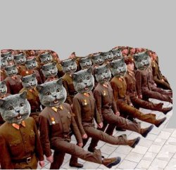 Cat army Meme Template