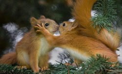 Squirrels Kissing Meme Template